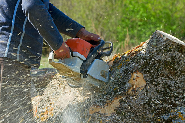 Best Tree Removal  in Kenneth City, FL