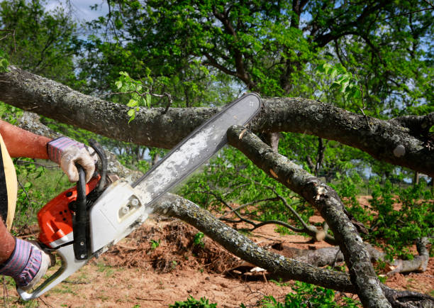 How Our Tree Care Process Works  in  Kenneth City, FL